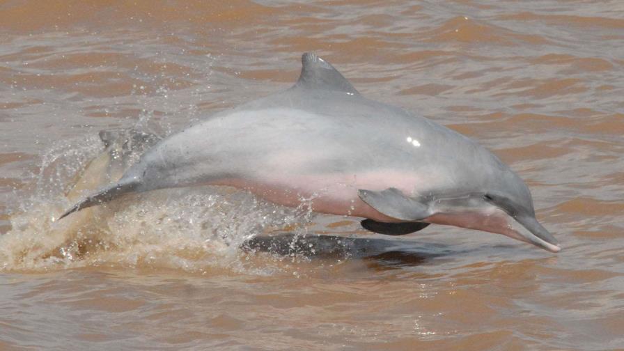 Los delfines amazónicos, amenazados de nuevo por temperaturas récord en Brasil