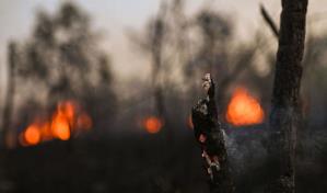 Los incendios pueden acelerar la sabanización de la Amazonía, según experto brasileño