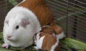 Per&uacute; celebra veinte a&ntilde;os de la creaci&oacute;n de una raza de cuy gen&eacute;ticamente modificada