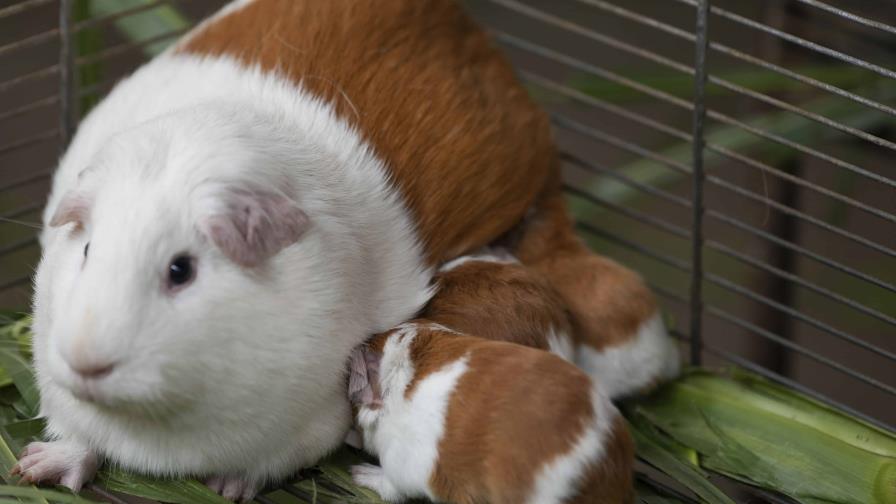 Perú celebra veinte años de la creación de una raza de cuy genéticamente modificada