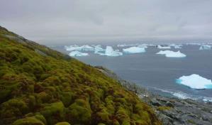 La Península Antártica reverdece a un ritmo alarmante