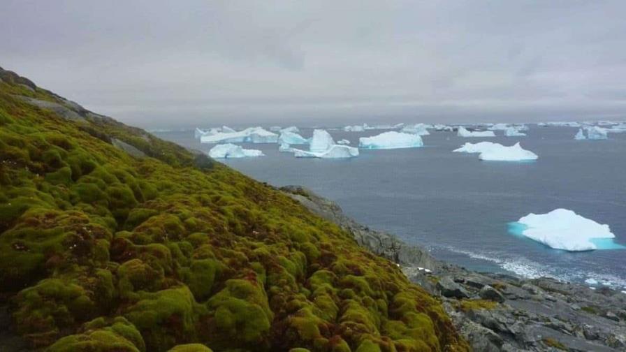 La Península Antártica reverdece a un ritmo alarmante