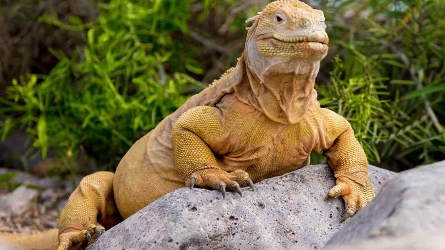 Regresan a Galápagos 24 iguanas decomisadas a ciudadana rusa en un aeropuerto de Ecuador Regresan a Galápagos 24 iguanas decomisadas a ciudadana rusa en un aeropuerto de Ecuador