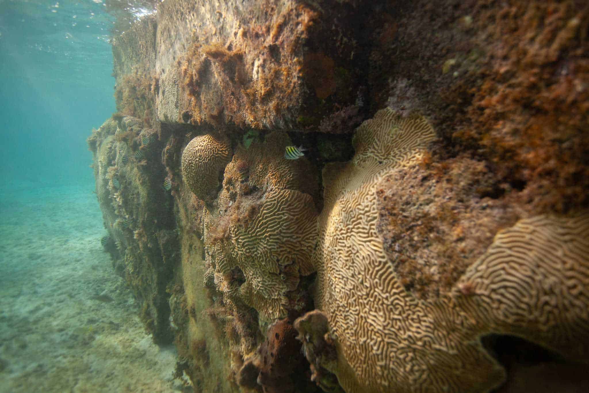 Durante décadas decenas de colonias de coral han crecido en las paredes de varios muelles antiguos del Parque Nacional Guanahacabibes.