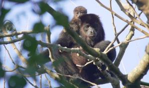 La población de fauna silvestre ha caído en un 73% en medio siglo, según WWF
