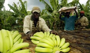 En Hato Mayor y El Seibo haitianos ilegales siguen trabajando de manera normal