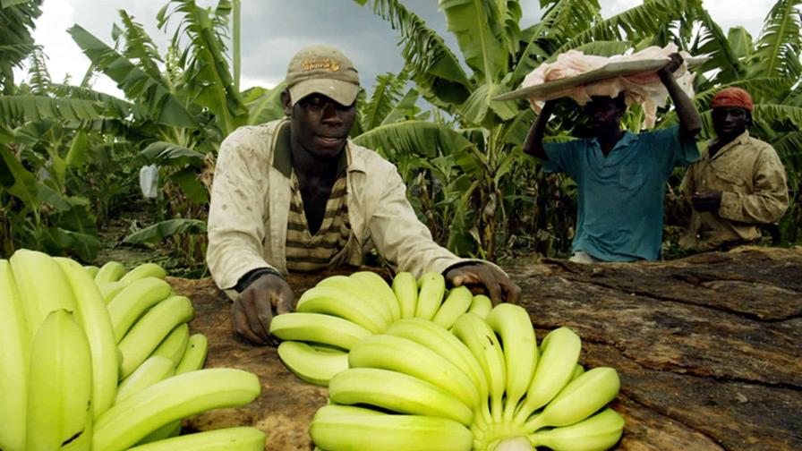 En Hato Mayor y El Seibo haitianos ilegales siguen trabajando de manera normal