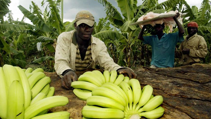 https://resources.diariolibre.com/images/2024/10/10/plan-migratorio-la-agricultura-en-riesgo-por-las-deportaciones--focus-min0.08-min0.02-896-504.jpg