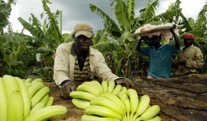 Hasta 280,000 migrantes haitianos trabajan en el sector agropecuario