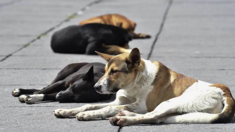 Denuncian ataques de perros callejeros en el Centro Olímpico 