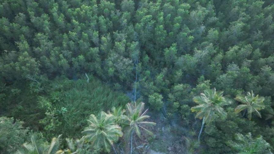 Afectan de nuevo manglar en el norte de Samaná