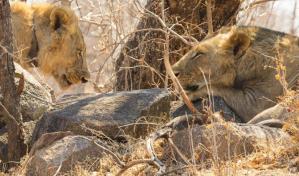 Una dieta rica en humanos: lo que ha revelado la dentadura de los leones del pasado