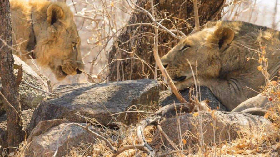 Una dieta rica en humanos: lo que ha revelado la dentadura de los leones del pasado