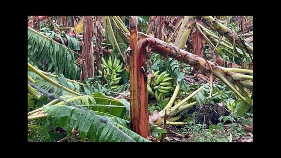 Productores de plátanos afectados por tornado en Luperón solicitan ayuda oficial