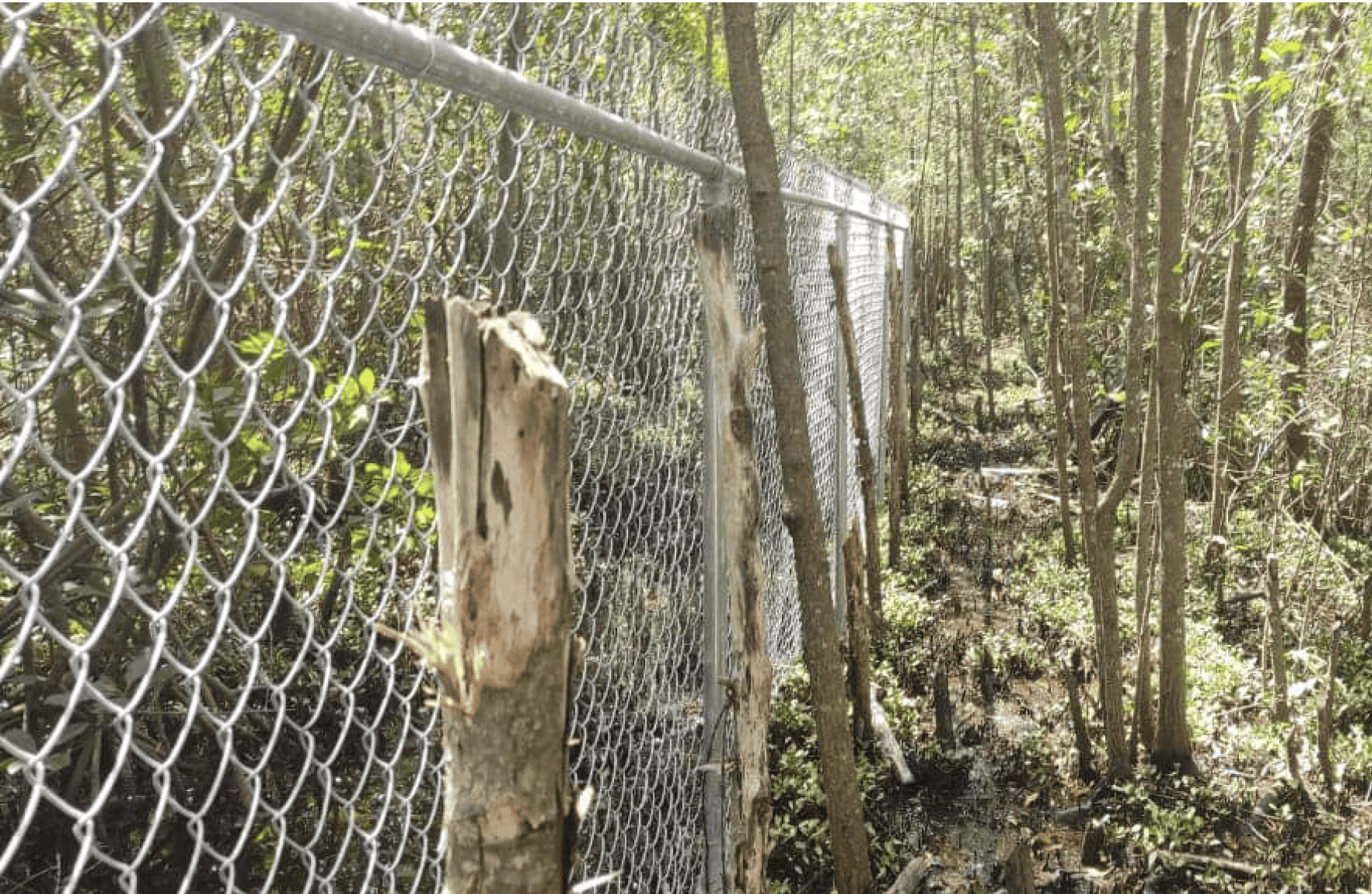 Verja con tubos y malla dentro del manglar.