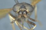 Descubren seis especies endémicas de moscas tábanos en la costa de Ecuador Descubren seis especies endémicas de moscas tábanos en la costa de Ecuador