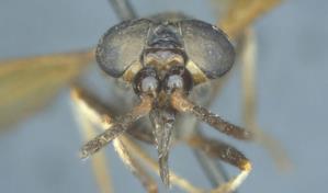 Descubren seis especies endémicas de moscas tábanos en la costa de Ecuador