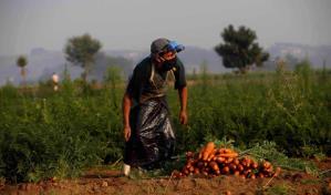 Estudio del IICA destaca las oportunidades de incorporar la tecnología a la agricultura