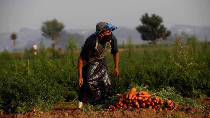 Estudio del IICA destaca las oportunidades de incorporar la tecnología a la agricultura