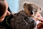 Los koalas, amenazados por las carreteras y la clamidia en Australia