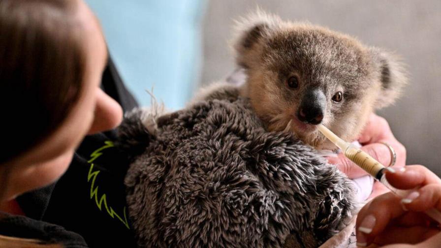 Los koalas, amenazados por las carreteras y la clamidia en Australia