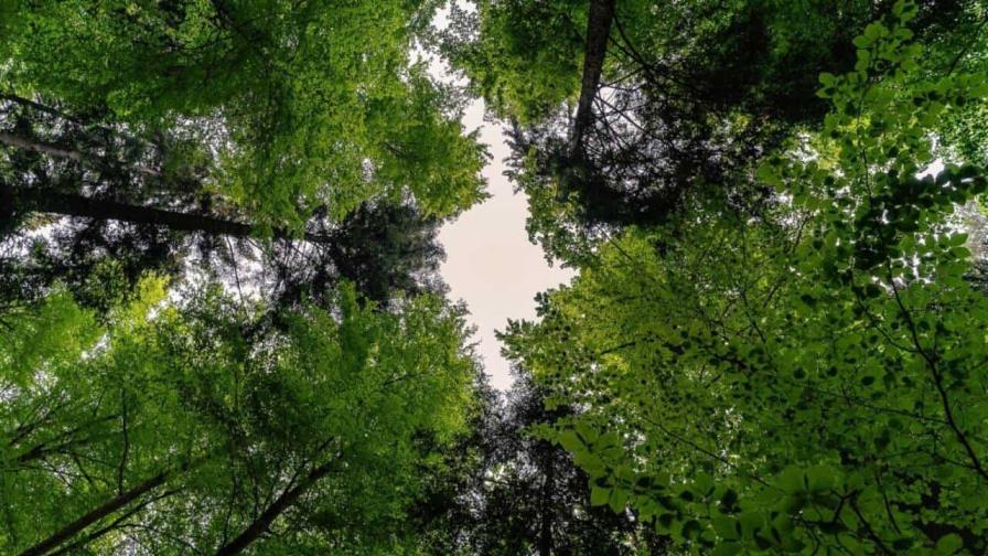 Los bosques tropicales están cambiando su temperatura