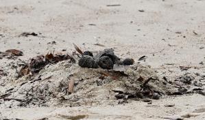 Cierran dos playas de S&iacute;dney al aparecer miles de misteriosas bolas negras de alquitr&aacute;n