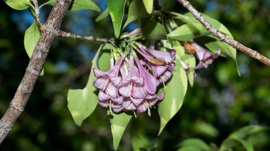 Nueva especie de árbol es descubierta por expertos de la Universidad Autónoma de México