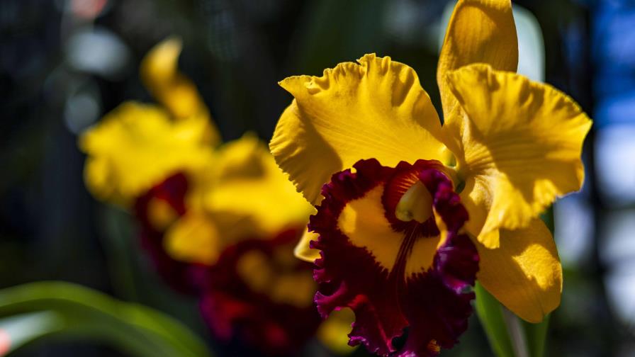 Jardín Botánico celebra a la naturaleza en Festival Nacional de Plantas y Flores