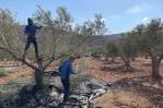 ‘Los colonos quieren confiscar tierras’, acusan palestinos de Cisjordania en plena cosecha