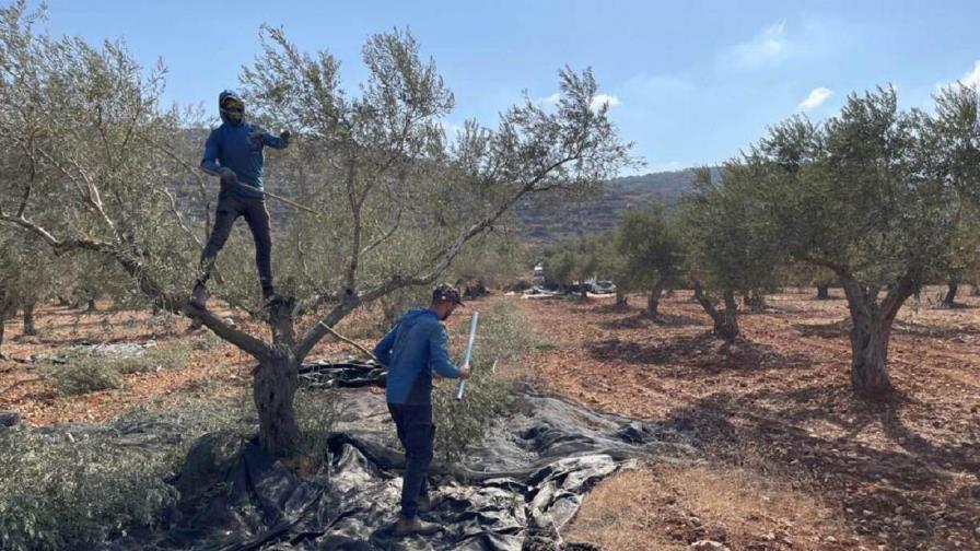 ´Los colonos quieren confiscar tierras´, acusan palestinos de Cisjordania en plena cosecha