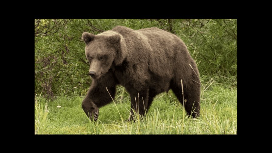 Una osa parda deja herido a un hombre que recogía setas en un bosque en Eslovaquia