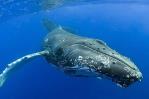 Aumenta la población de ballenas francas del Atlántico Norte, amenazada de extinción Aumenta la población de ballenas francas del Atlántico Norte, amenazada de extinción