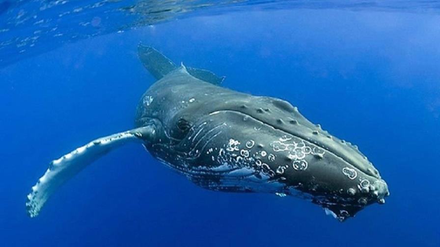 Aumenta la población de ballenas francas del Atlántico Norte, amenazada de extinción