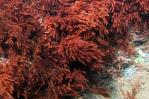 Investigación destaca la importancia de algas coralinas para combatir el cambio climático