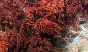 Investigación destaca la importancia de algas coralinas para combatir el cambio climático