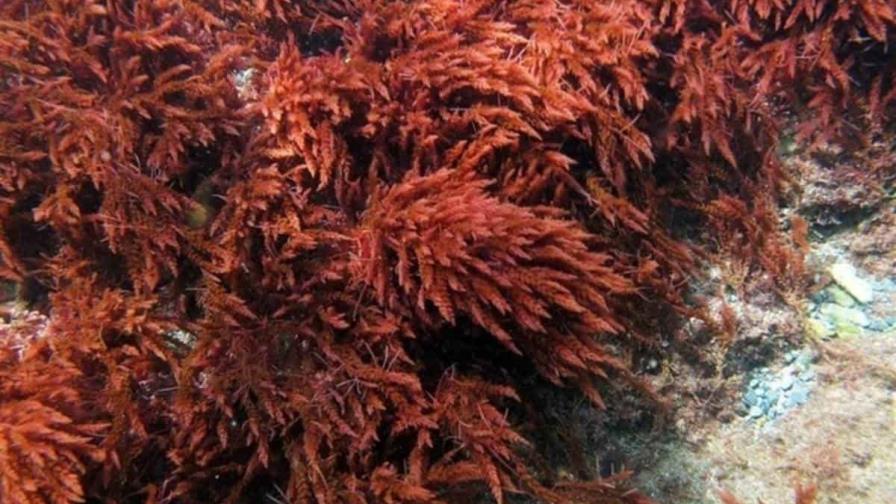 Investigación destaca la importancia de algas coralinas para combatir el cambio climático