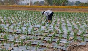 La plasticultura está contaminando los campos agrícolas