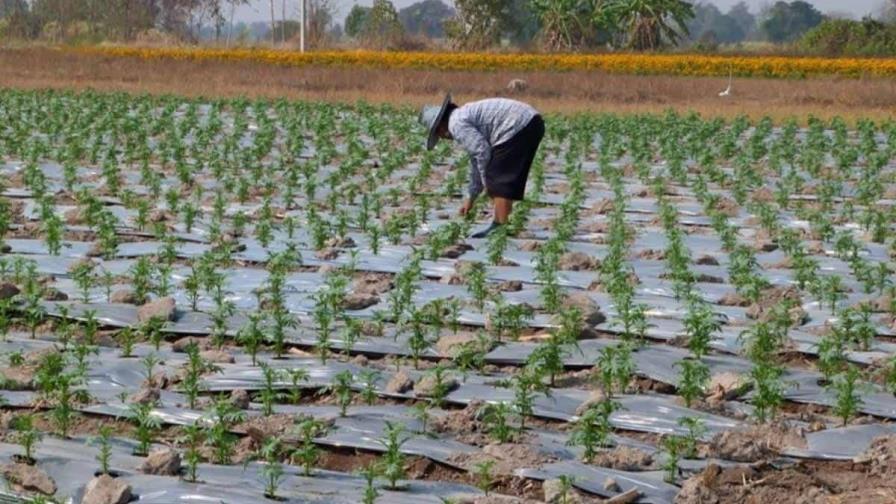 La plasticultura está contaminando los campos agrícolas