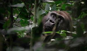 Los gorilas occidentales se desplazan en grupo tras una especie de votación