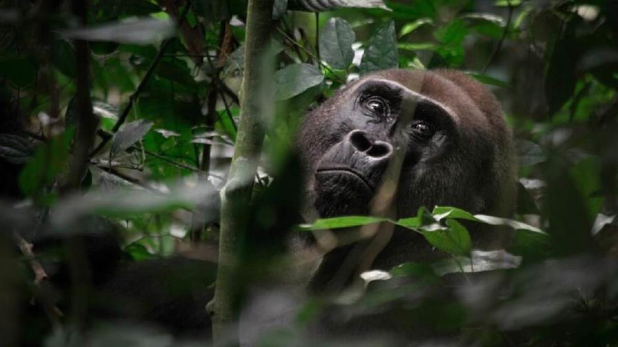 Los gorilas occidentales se desplazan en grupo tras una especie de votación