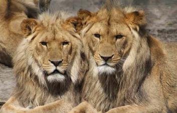 Encuentran a tres leones decapitados y con las patas cortadas en Zimbabue