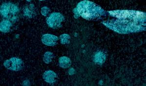 Un proyecto internacional investiga la comunicación de microbios marinos por medio de luz