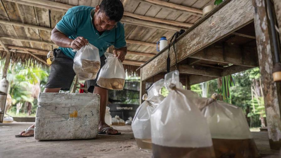 Guainía, la región colombiana que decora los acuarios del mundo