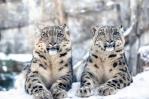 Un zoo de Berlín celebra el día del raro leopardo de las nieves e insta a su protección