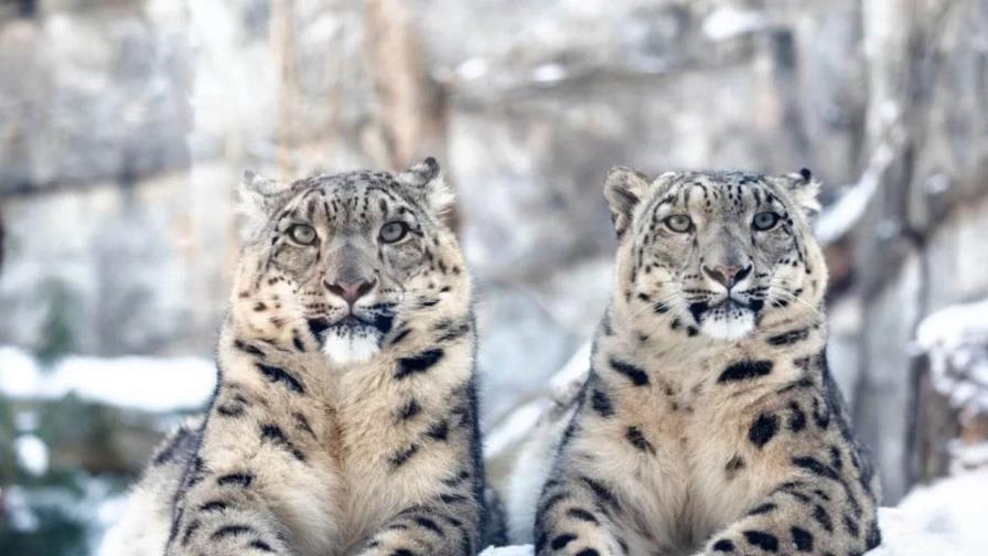 Un zoo de Berlín celebra el día del raro leopardo de las nieves e insta a su protección