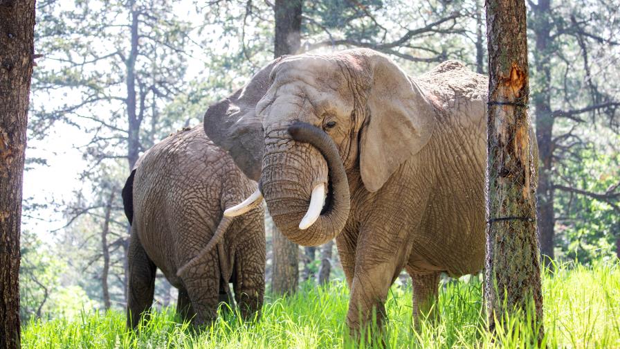 ¿Puede un elefante demandar a un zoológico? Corte Suprema de Colorado decidirá el asunto