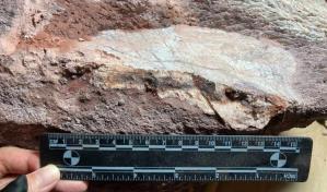 Hong Kong halla fósiles óseos de dinosaurio por primera vez