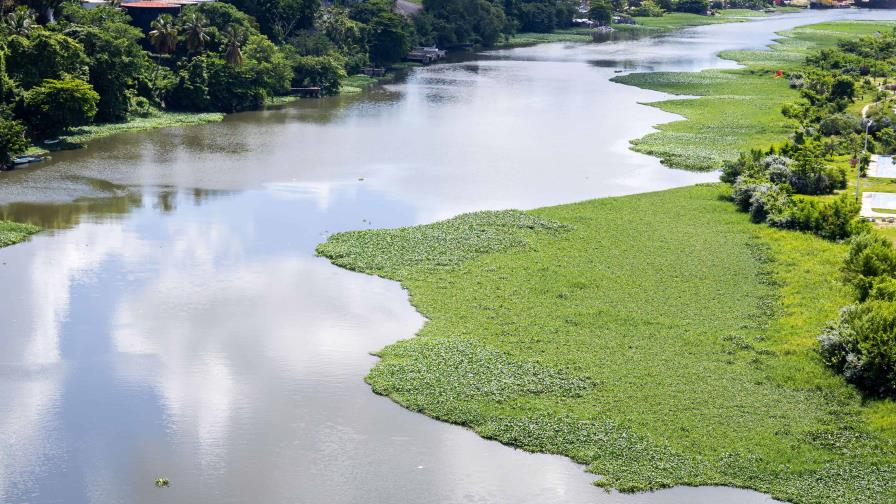 Las "Lilas" vuelven al río Ozama: Una invasión que amenaza el ecosistema