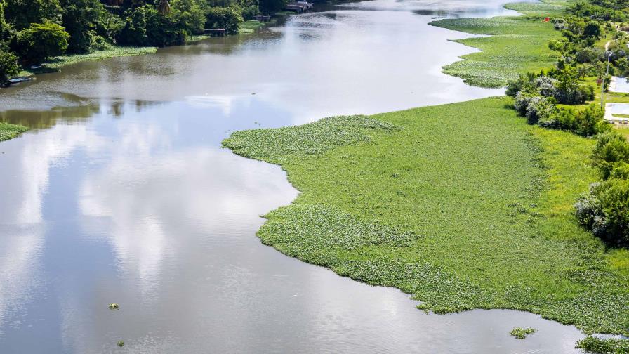 Las “Lilas” vuelven al río Ozama: Una invasión que amenaza el ecosistema